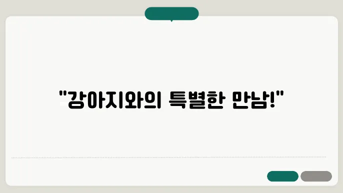 강아지 보호소의 자원봉사 활동