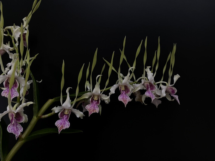 Dendrobium stratiotes