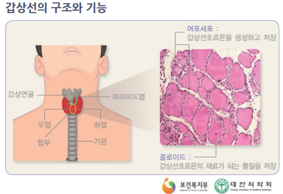 갑상선의 구조와 기능