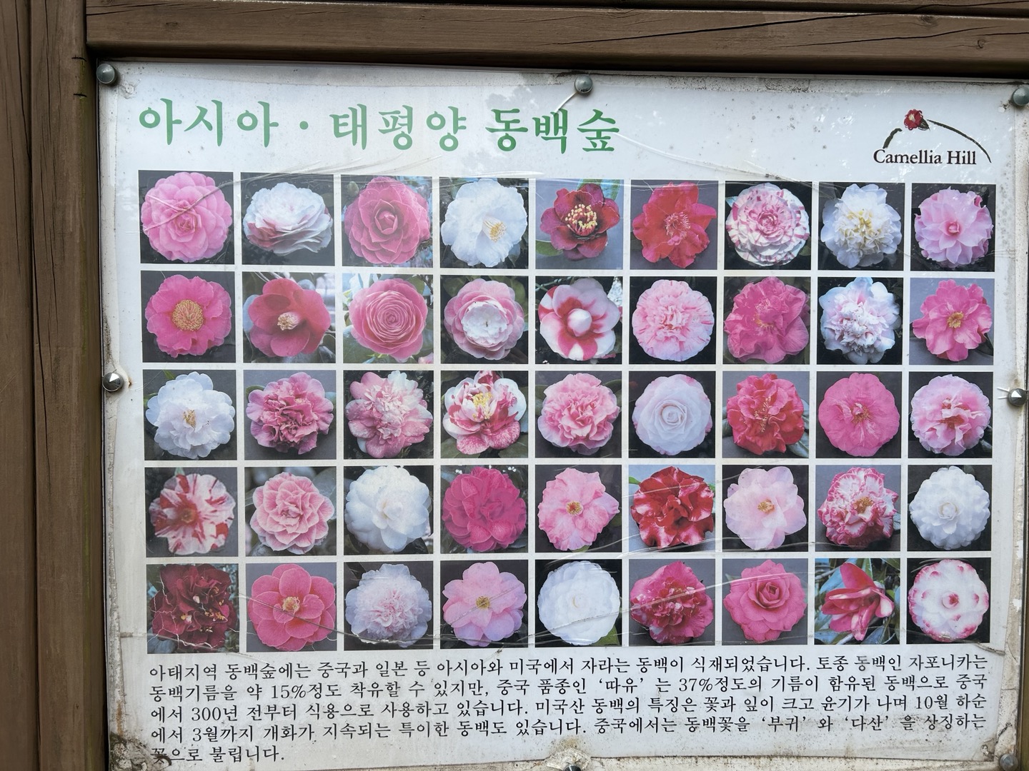 카멜리아힐-동백