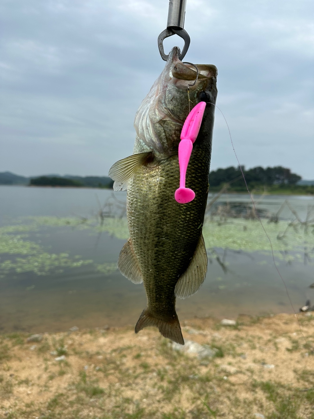 배스 사진