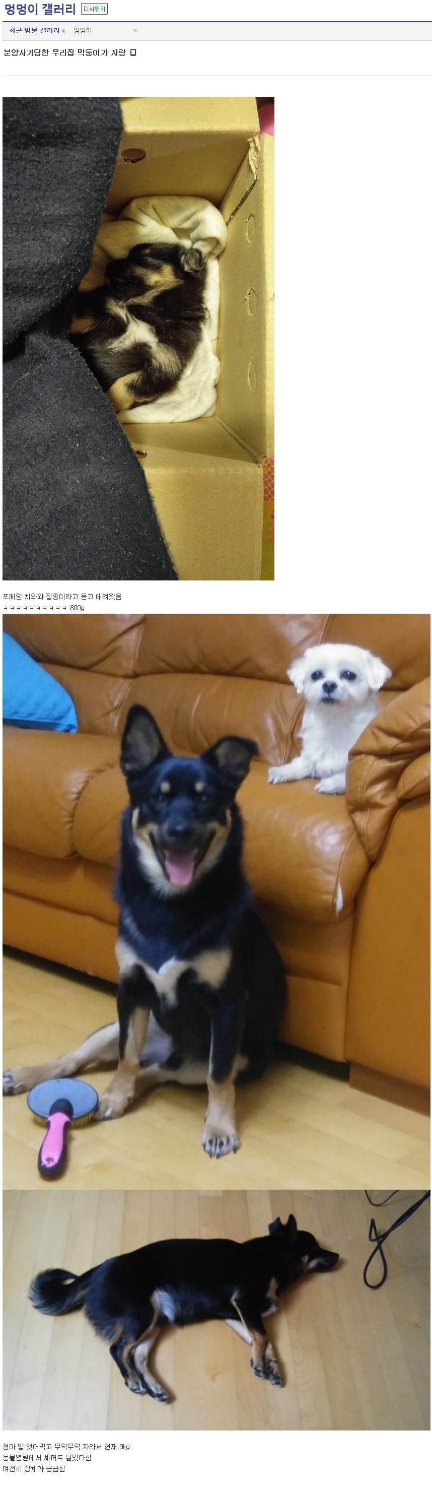 강아지 분양사기 당한 댕댕이 갤러