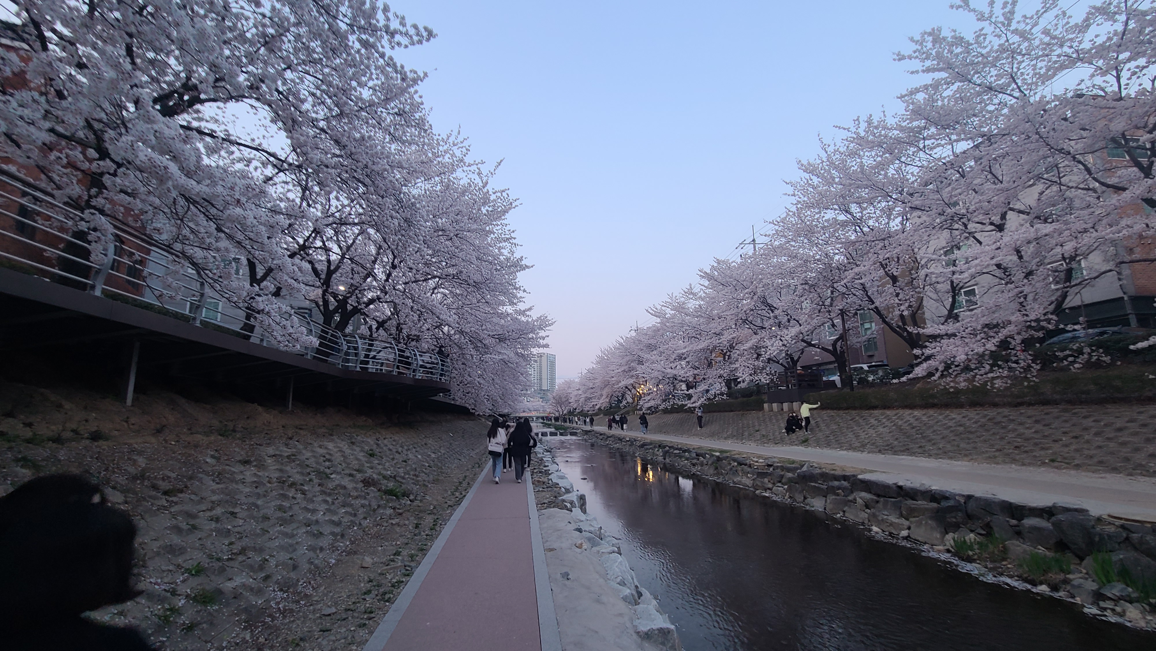 무거천 벚꽃길 사진