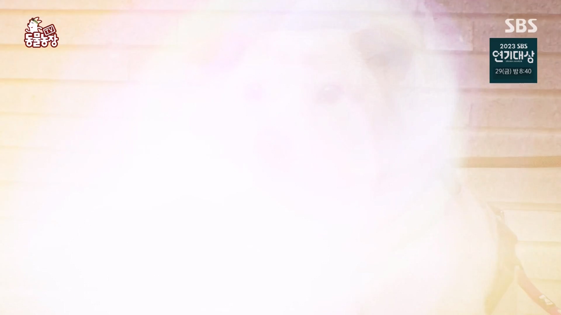 TV 동물농장.E1151.231224p-NEXT.mp4_20231224_154145.135.jpg