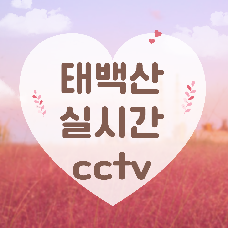  태백산 실시간 cctv (국립공원)