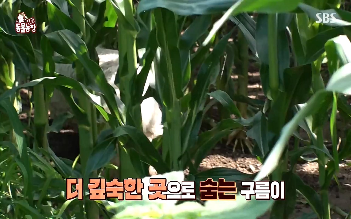 TV 동물농장.E1080.220732p-NEXT.mp4_20220731_174238.617.jpg