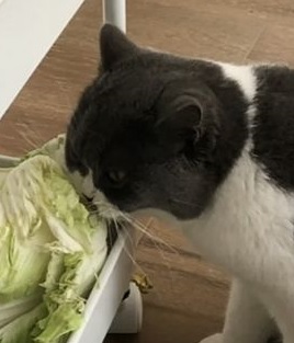 채식을 사랑하게 된 고양이