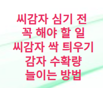 씨감자 싹틔우기