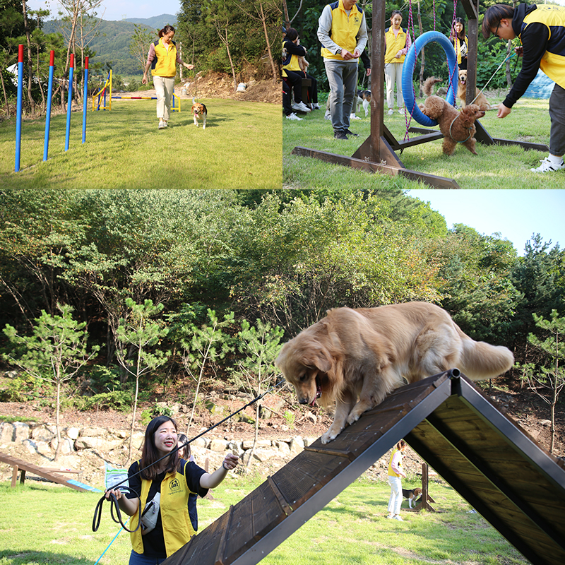 한국동물실용전문학교 이미지