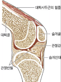 슬개골