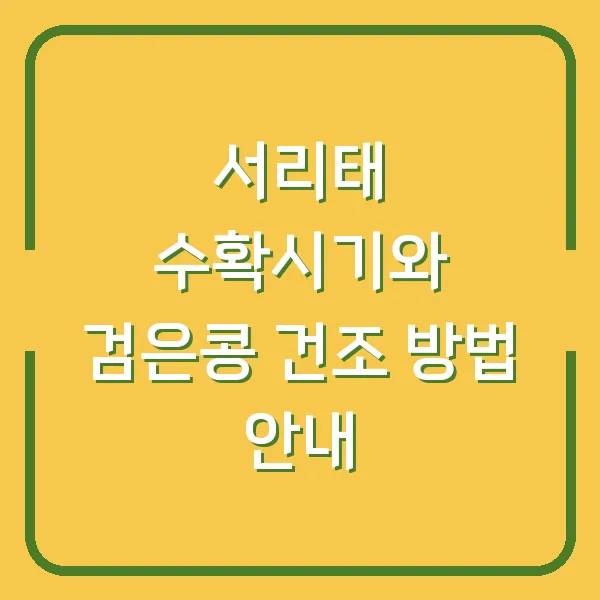 서리태 수확시기와 검은콩 건조 방법 안내