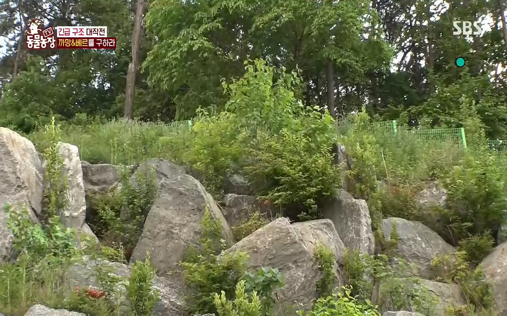 TV 동물농장.E1073.220612p.H264-F1RST.mp4_20220612_181351.996.jpg
