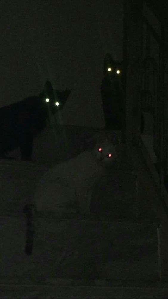 밤의사색 이미지