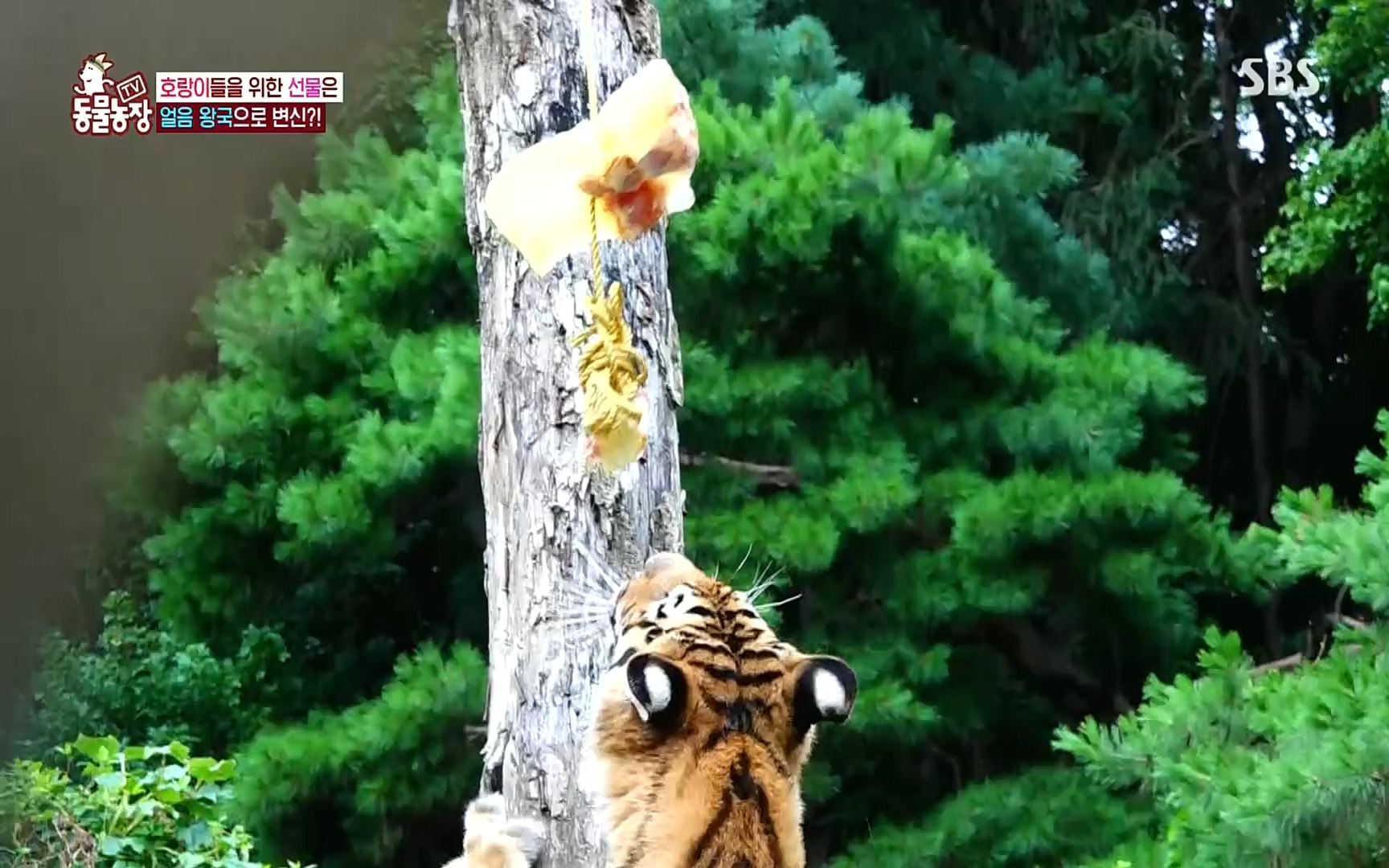 TV 동물농장.E1083.220821p.H264-F1RST.mp4_20220821_183659.111.jpg