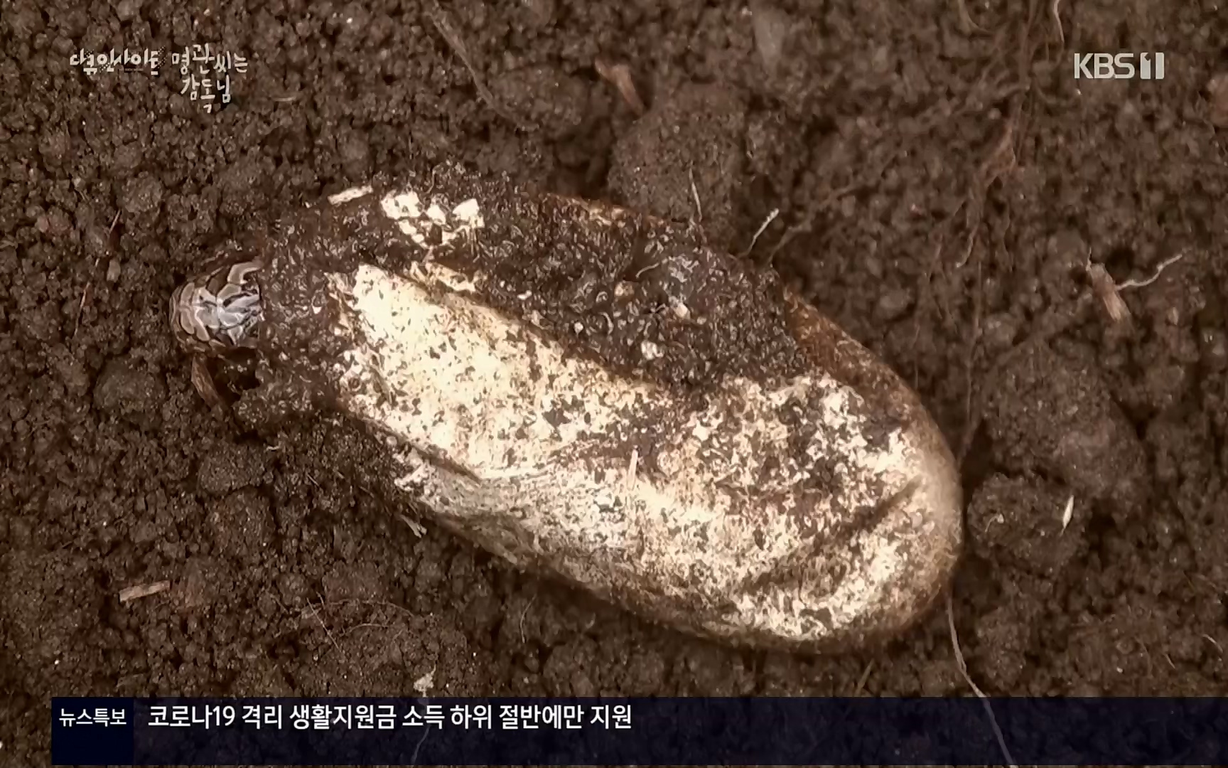 다큐 인사이트.E122.220825p.H264-F1RST.mp4_20220826_152316.055.jpg