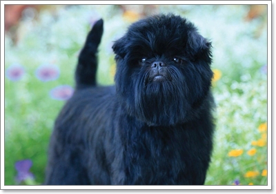  아펜핀셔 분양가격과 성격, 키우기 및 털빠짐 수명에 대해(Affenpinscher)