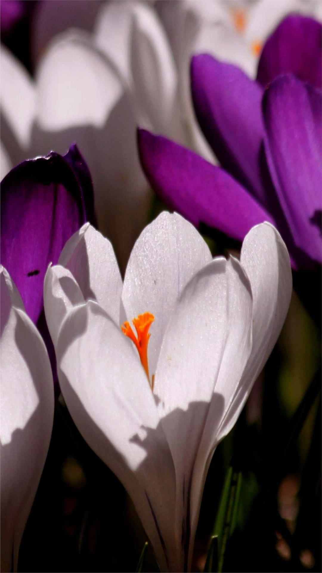 Crocus Flower iPhone Wallpaper