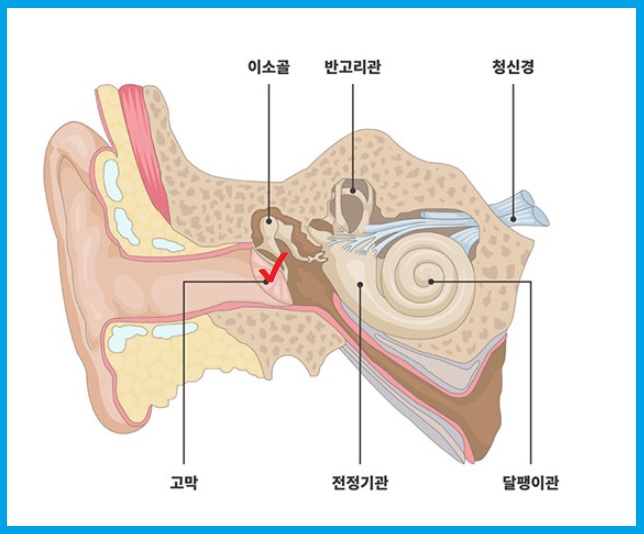 고막 구조