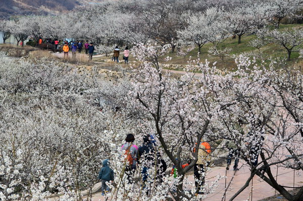 영남 숨은 매화 명소, 양산 원동매화축제 완벽 가이드, 꿀팁, 일정, 방문계획