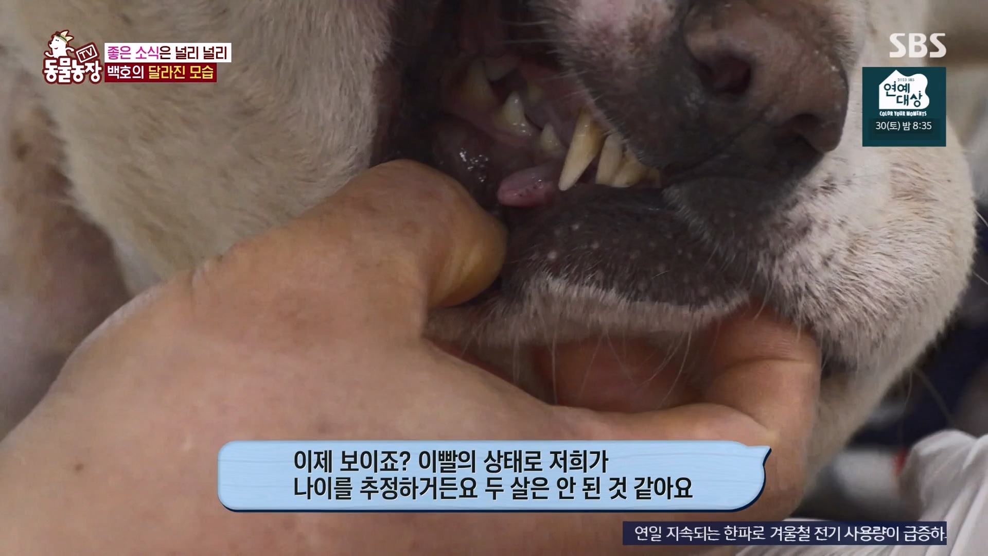 TV 동물농장.E1151.231224p-NEXT.mp4_20231224_154143.162.jpg