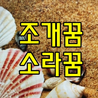 조개꿈