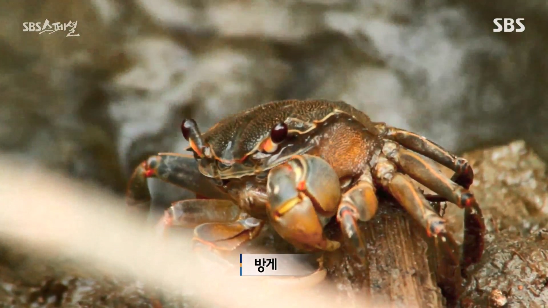 일요특선 다큐멘터리.E344.240310p-NEXT.mp4_20240310_154131.372.jpg