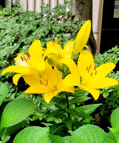 우리의 사랑이 해마다 봄이면 노오란 꽃으로 피어나길 약속할 수 있다면 얼마나 좋을까!