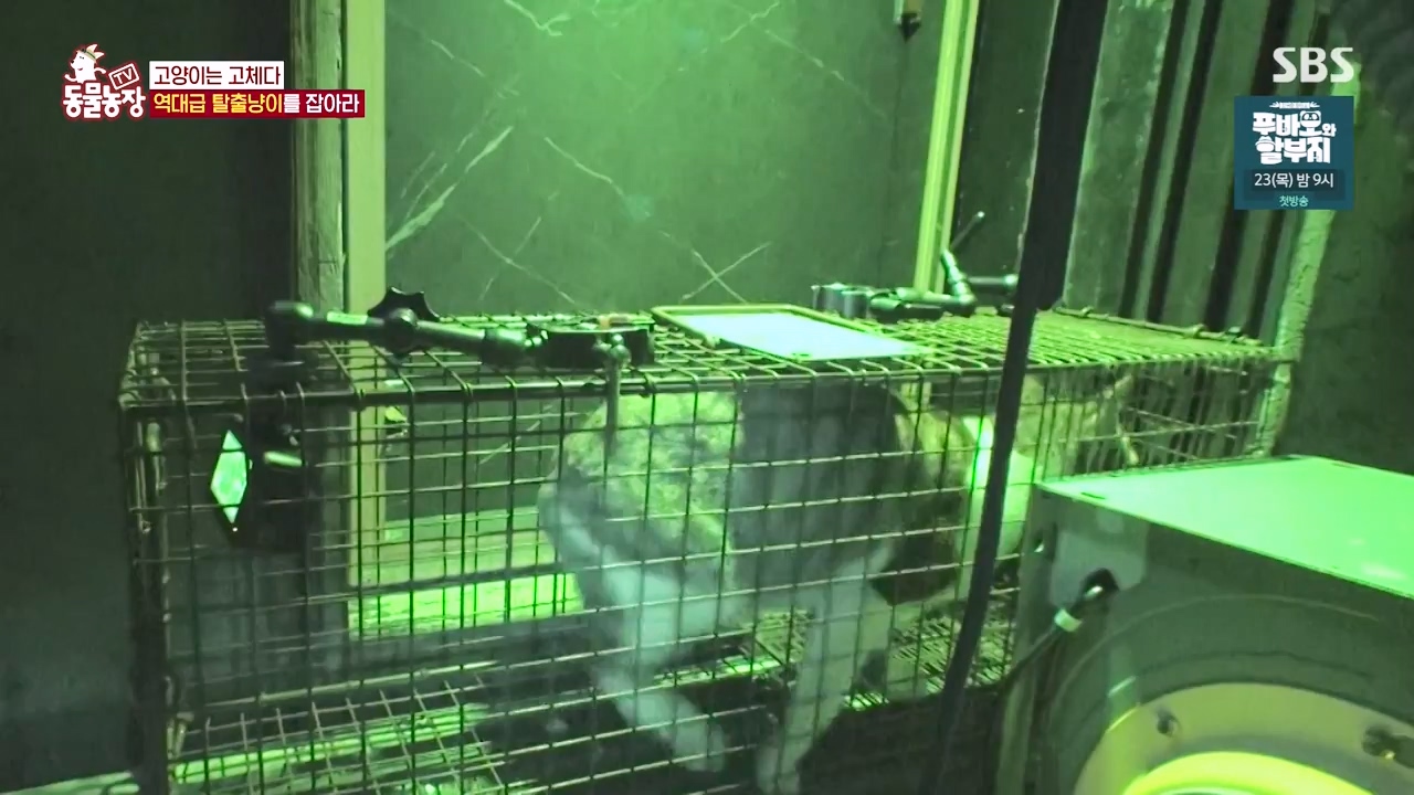 TV 동물농장.E1146.231120p-NEXT.mp4_20231119_175258.413.jpg