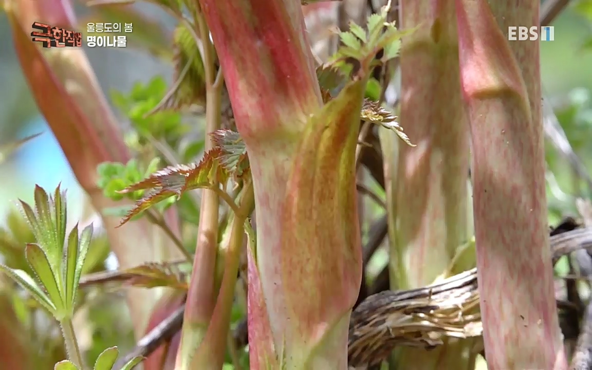 TV - 교육의 중심 EBS울릉도의 봄, 명이나물과 독도새우.mp4_20220525_210905.994.jpg