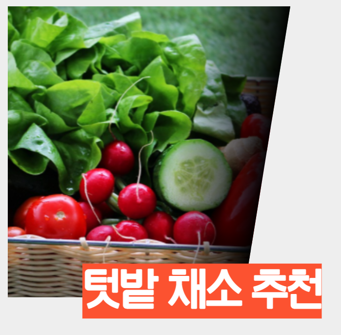  계절별 화분에서 기르는 추천 텃밭 채소 야채 13가지