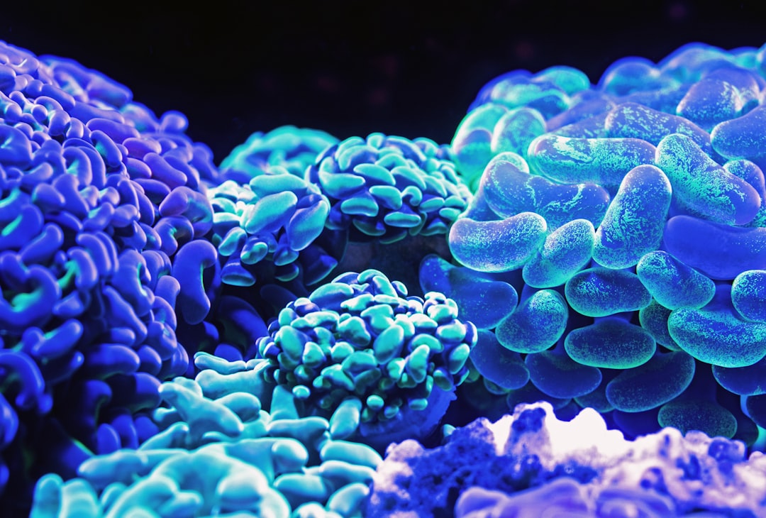 Marine life.