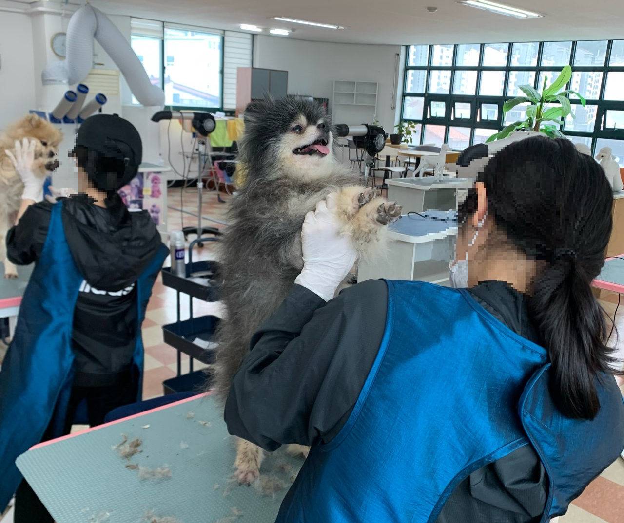 애견미용 정애견미용학원 김해점 실견실습