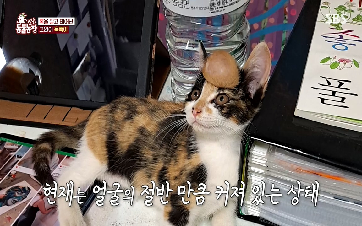 TV 동물농장.E1087.220919p-NEXT.mp4_20220918_180230.960.jpg