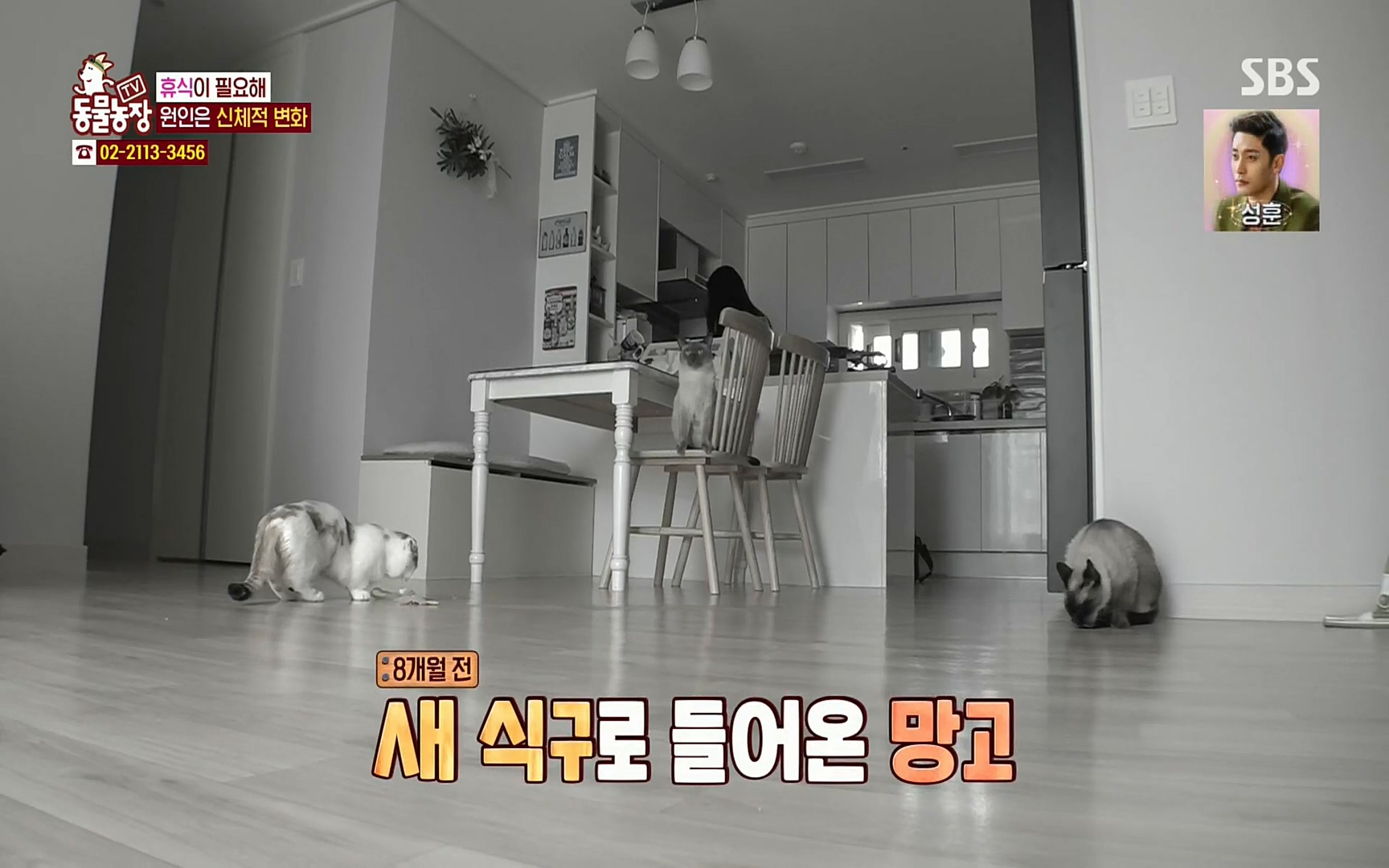 TV 동물농장.E1067.220501p.H264-F1RST.mp4_20220501_183130.805.jpg