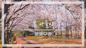 만석공원 벚꽃구경위한 주차장 과 포토존