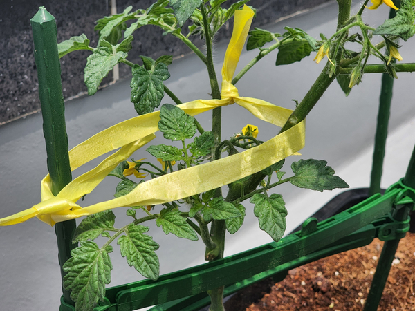 테라스 텃밭 집에서 방울토마토를 기르다 5