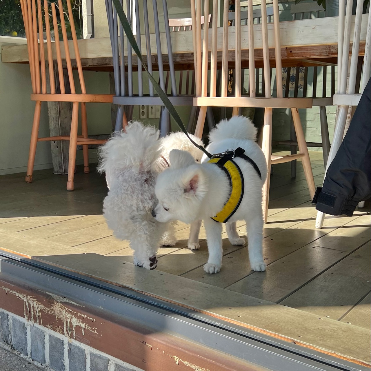 꽁떼네도르 이미지
