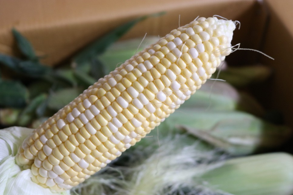 초당 옥수수 보관 냉동 냉장 2가지 방법