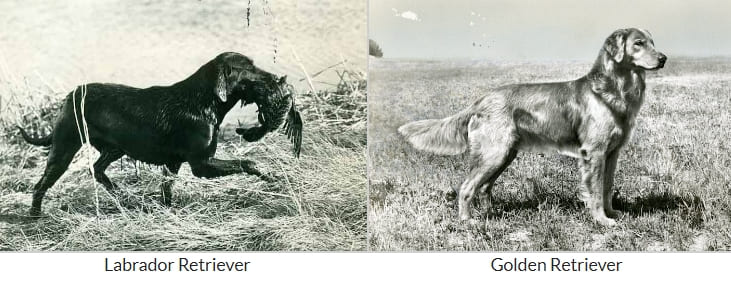 골든 리트리버 vs. 래브라도 리트리버의 차이점 VIDEO: Golden Retriever vs. Labrador Retriever: Similarities & Differences