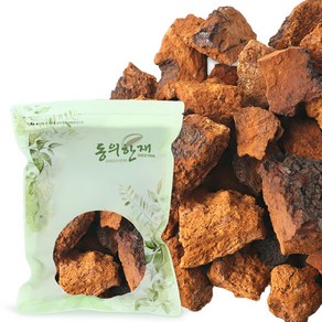 차가버섯 효능