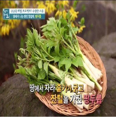  [땅두릅] 효능&재배법&총정리