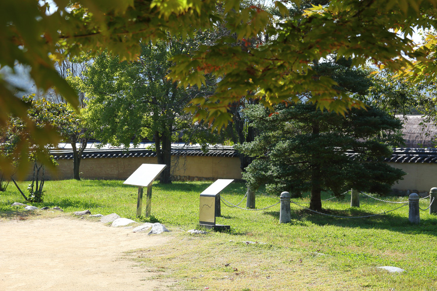 구상나무