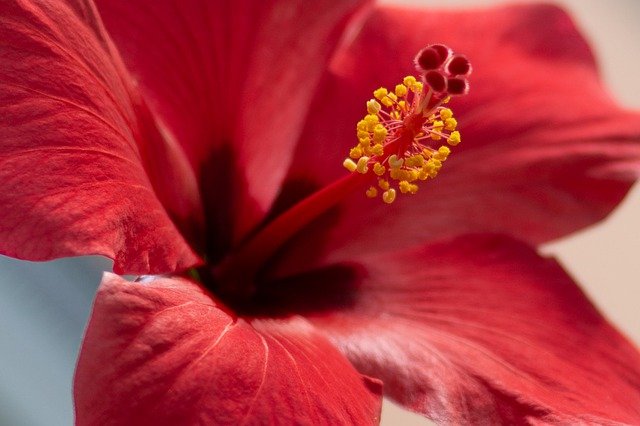 빨간색-히비스커스-꽃-한송이