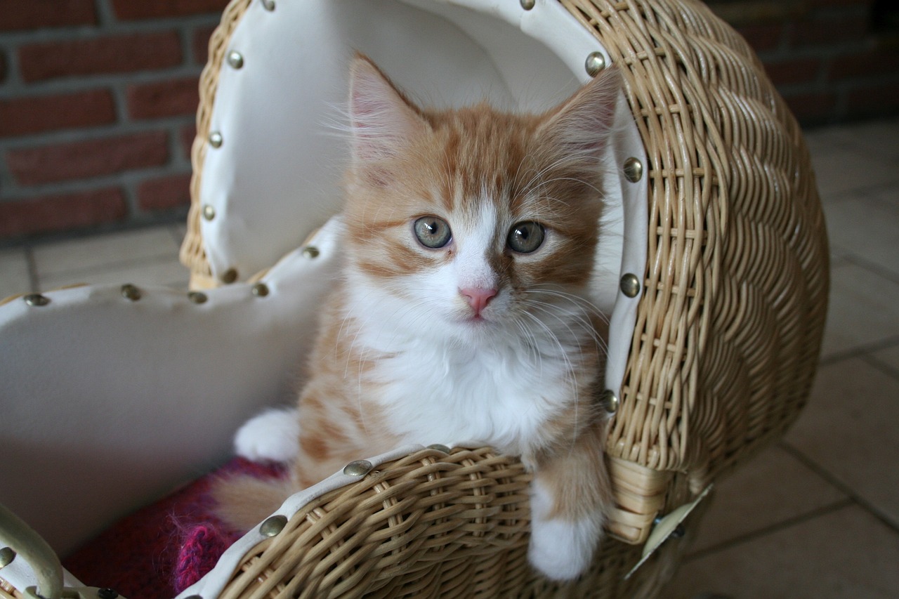  동물백과사전 - 메인쿤(Maine Coon)