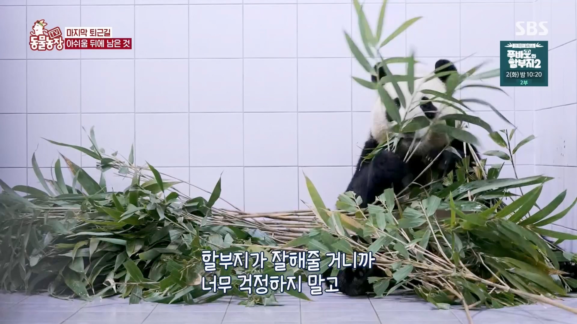 TV 동물농장.E1165.240331p.H264-F1RST.mp4_20240331_144352.772.jpg