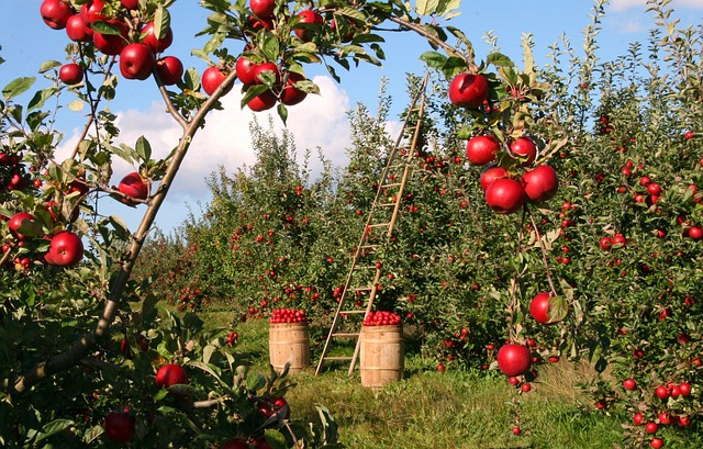사과 농장