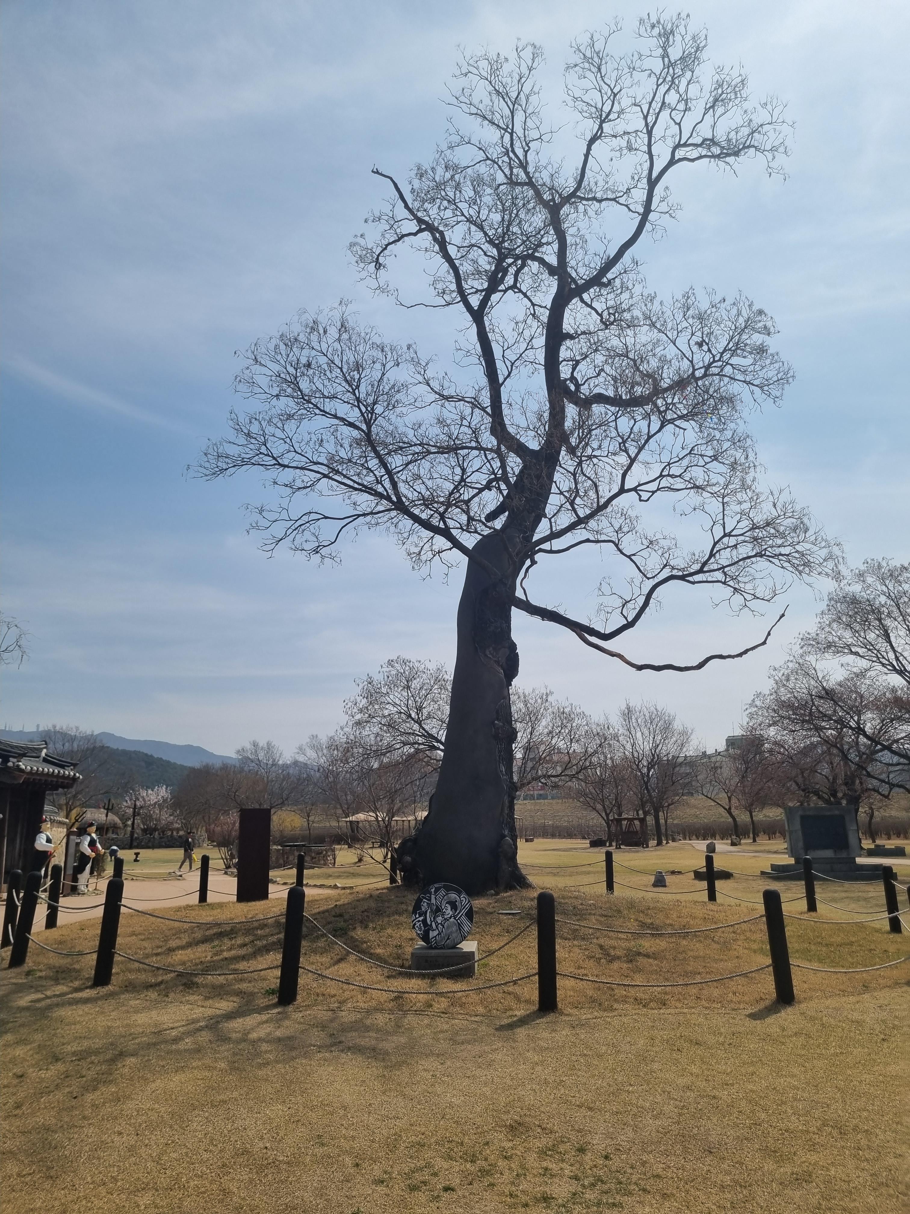 회화나무