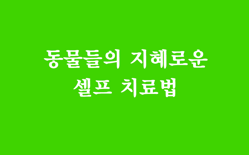  동물들의 지혜로운 자가 치료법