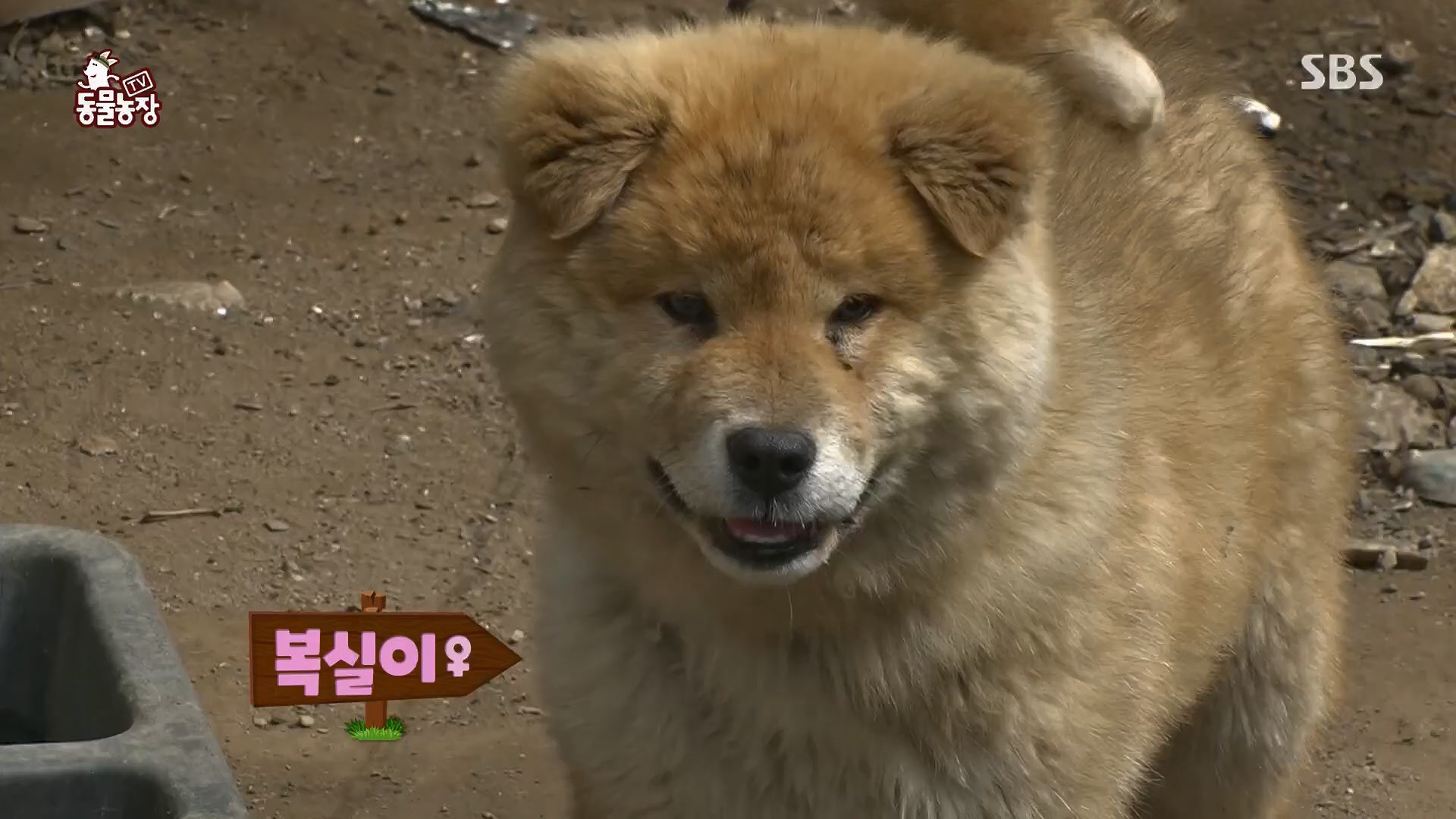 TV 동물농장.E1119.230507p.H264-F1RST.mp4_20230507_135907.814.jpg