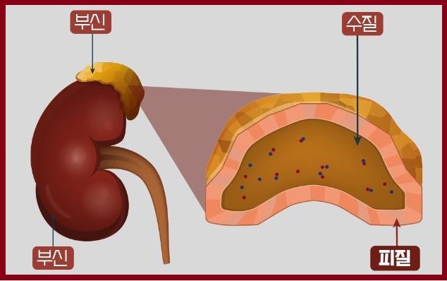 부신